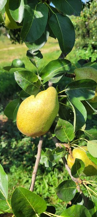 Pere "Margareta" - pentru masa si pentru industrie