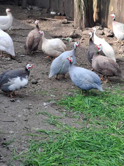 Oua de bibilica pentru incubat