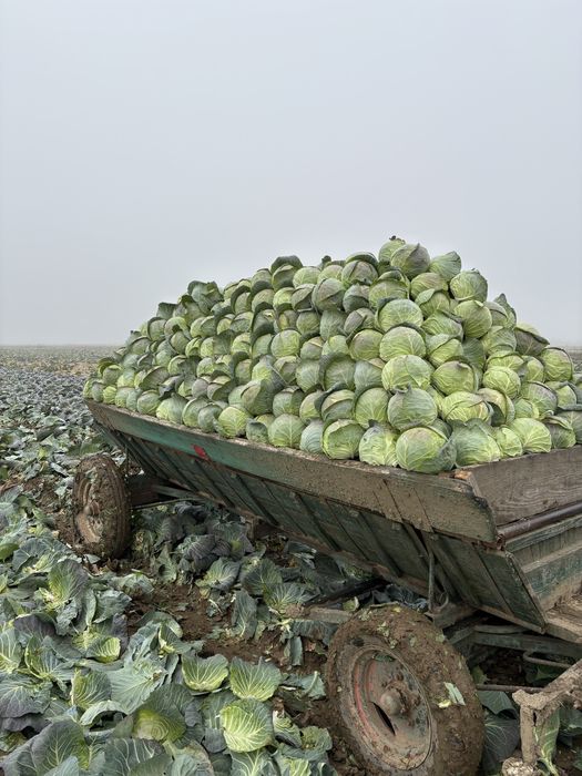 Varza alba bucharest