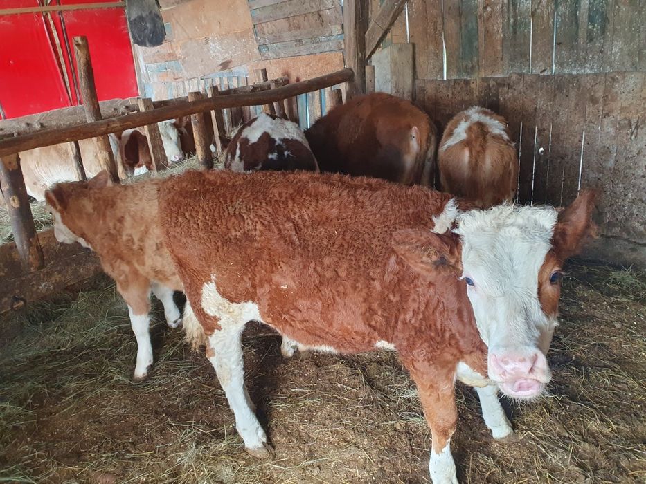 Vand 8 vitele baltate si 1 tauras