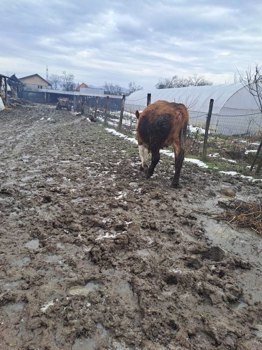 Vaci de vanzare tinere