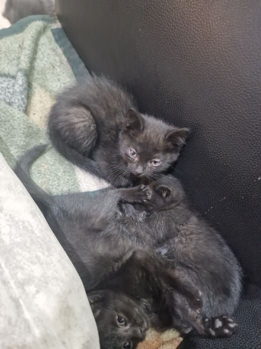 Отдам котят в добрые руки.