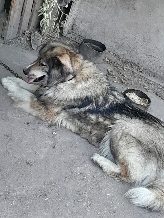 собака женского пола