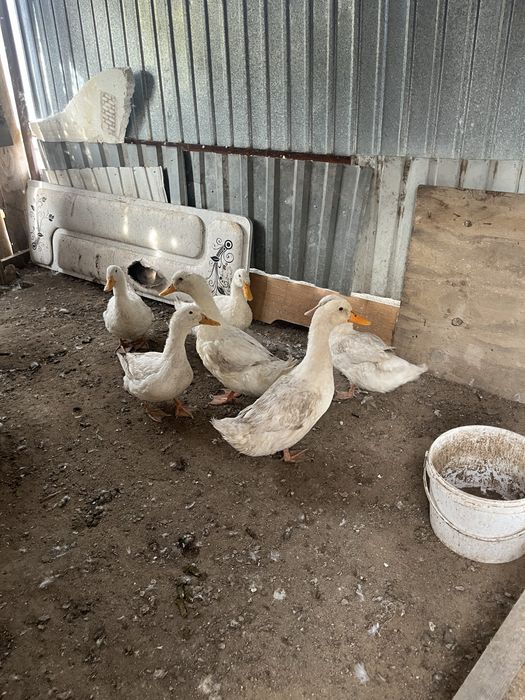 Продам домашних Уток