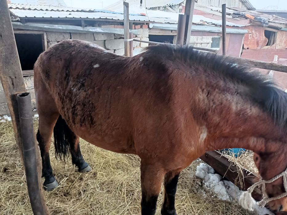 2 бие сатылады кулындайтын