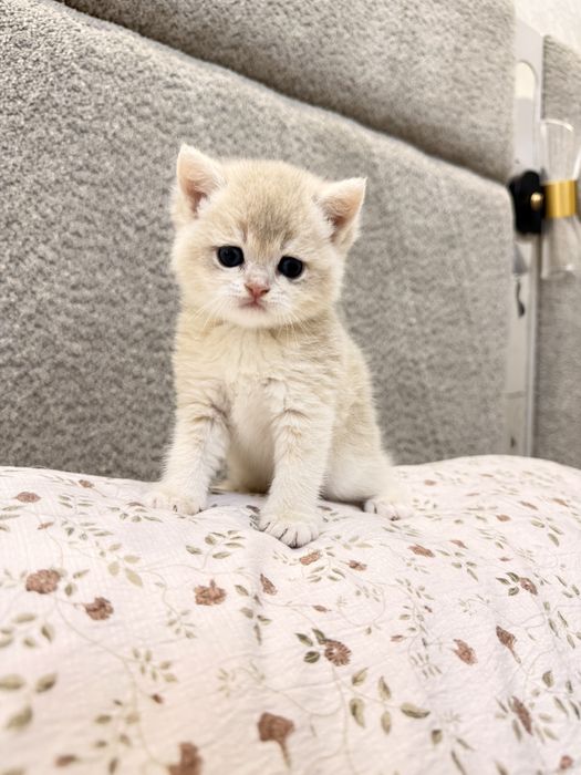 На продаже элитные котятки