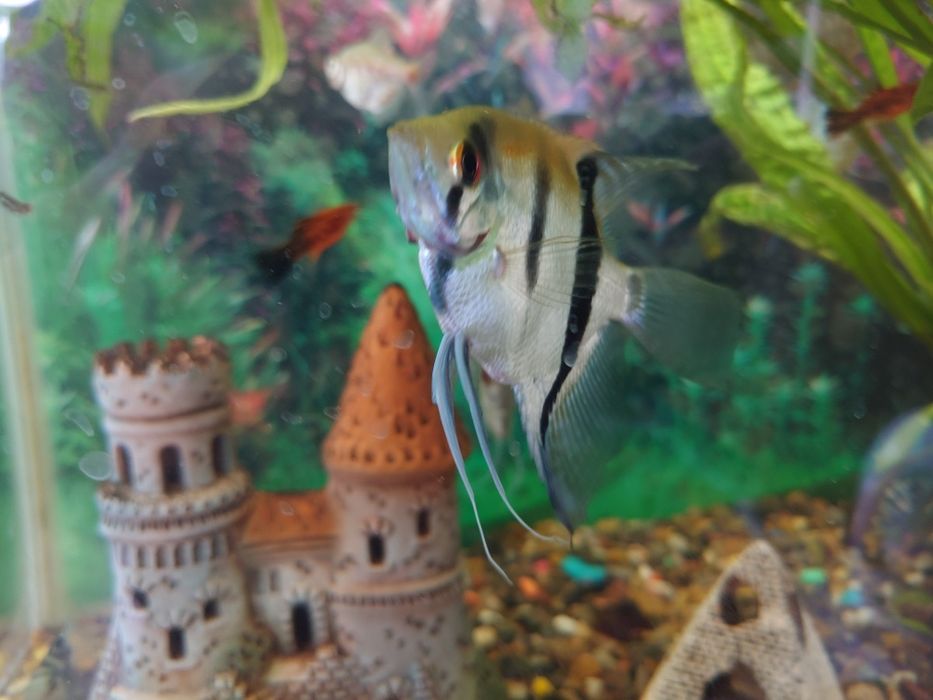 Продам скалярий, сапфировых попугаев