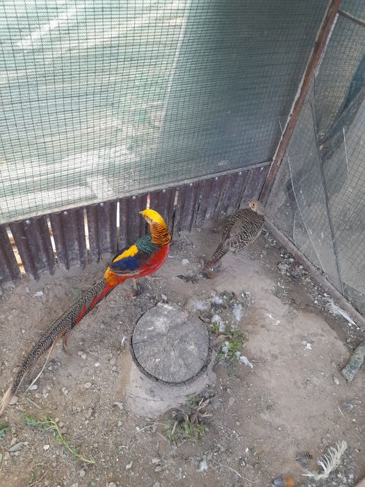 Vand pauni maturi/tineri/pui