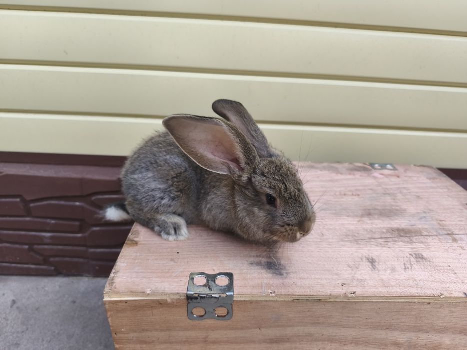 Продам кроликов породы Фландер