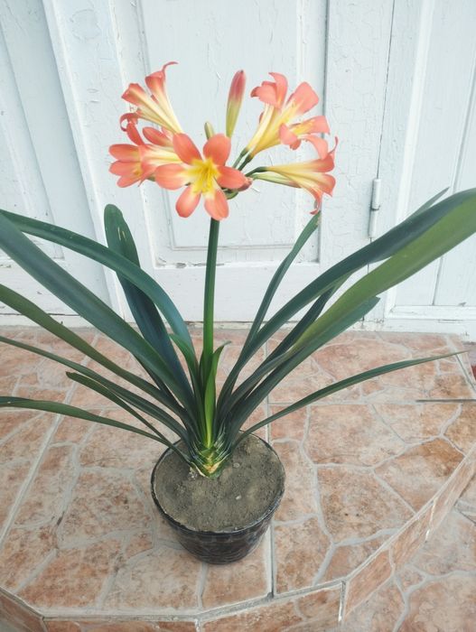 Продается кливия