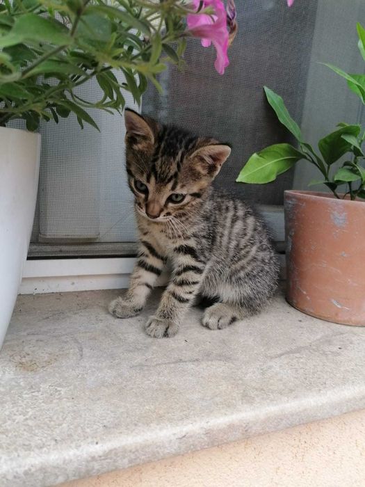 Donez pisici jucausi
