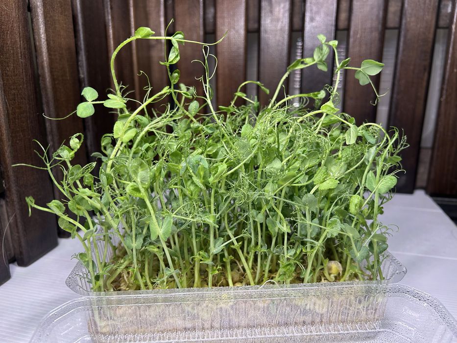 Свежая зелень - горох