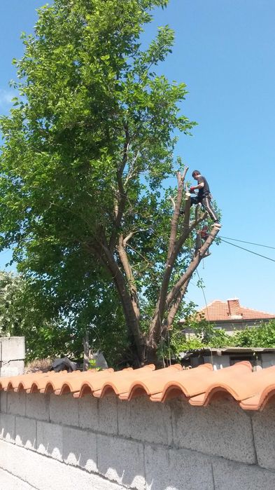 Рязане на опасни дървета