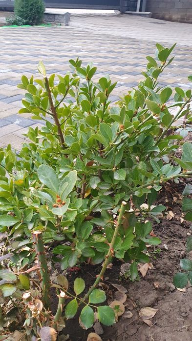 Продам дерево бересклет