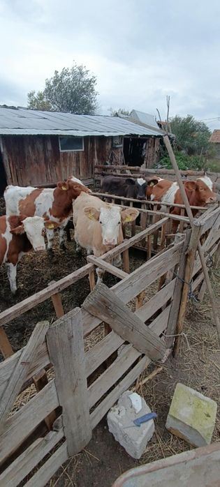 Vând viței tăurași și vitele