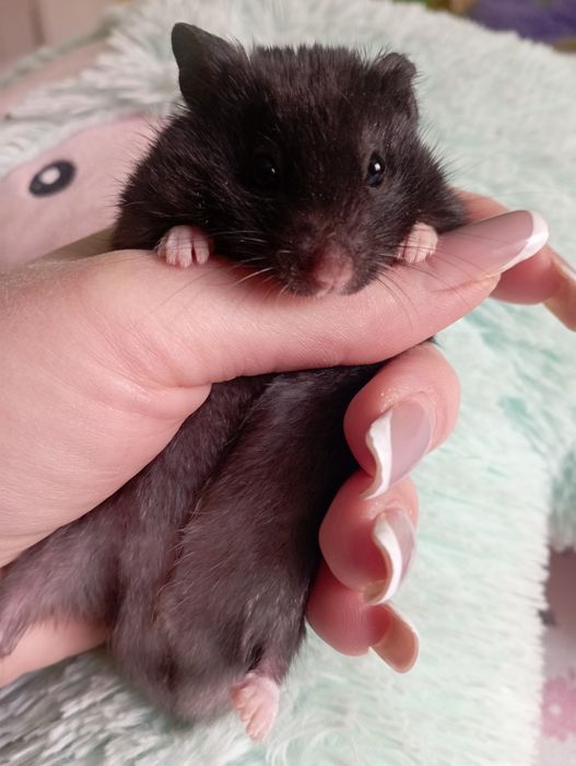 Сирийские хомяки