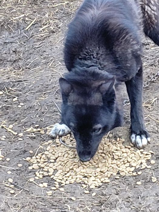 Подарявам канадско вълче