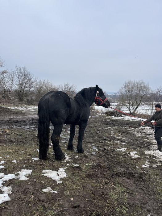 Armasar percheron pentru montă !