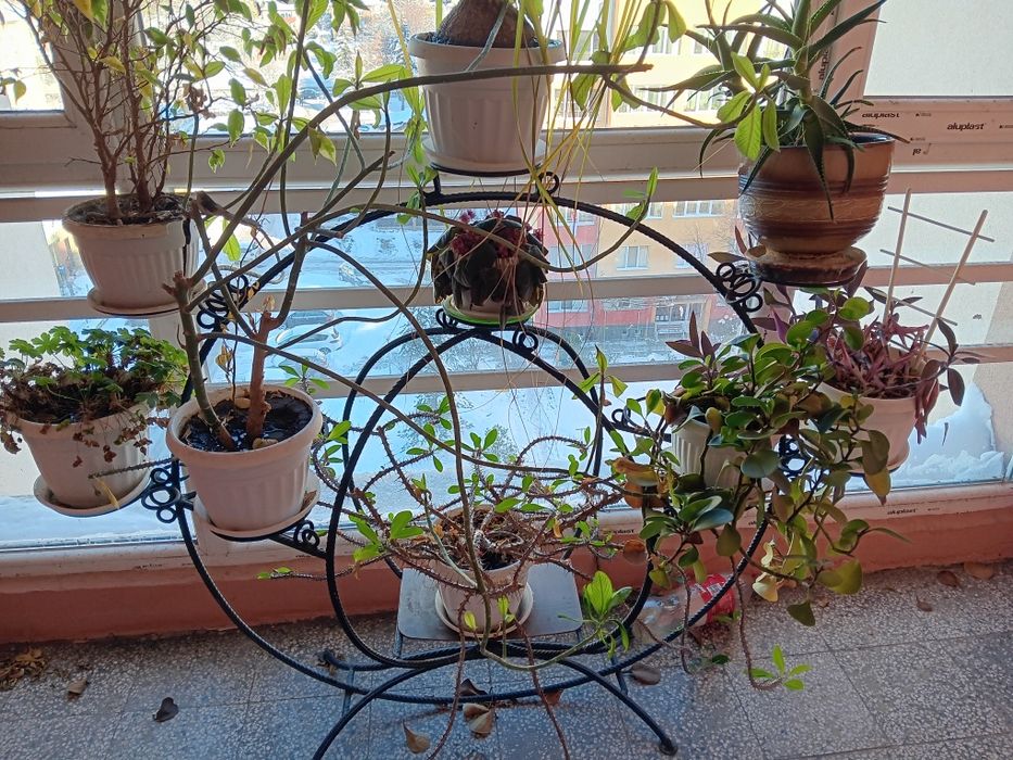 Огромен цветарник