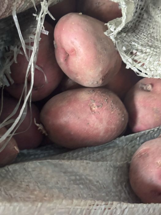 Продам  картофель дачный ,  Гала ,