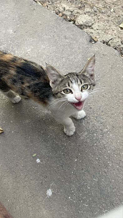 Отдам бесплатно котенка