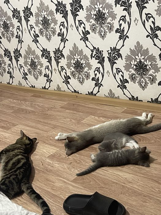 Отдам котят в добрые руки