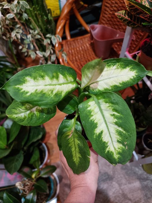 Комнатные цветы Дифенбахия