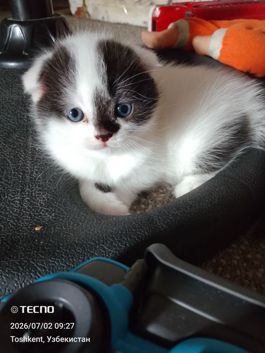 Вислоухие котята