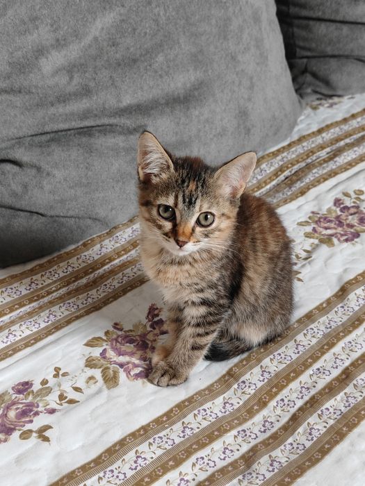 Котят отдам в добрые руки