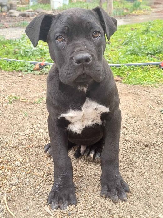 Кане корсо страхотно куче.