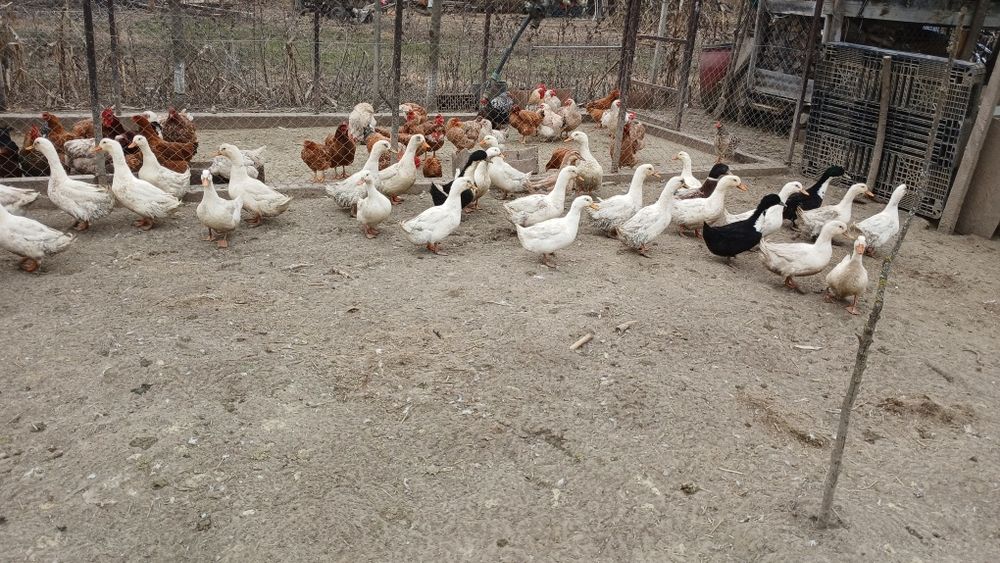 Rațe de vânzare pentru ouă