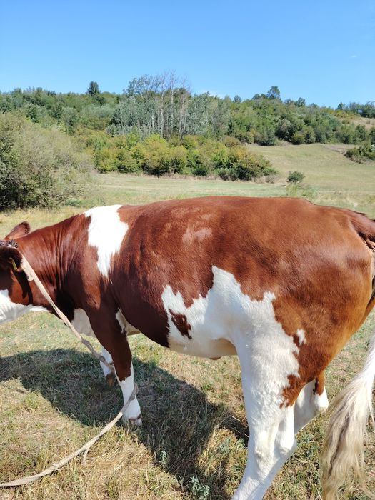 Vaca tânără aproape 3 ani