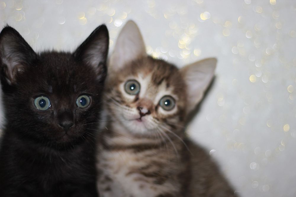 Продам котят 1,5 мес.