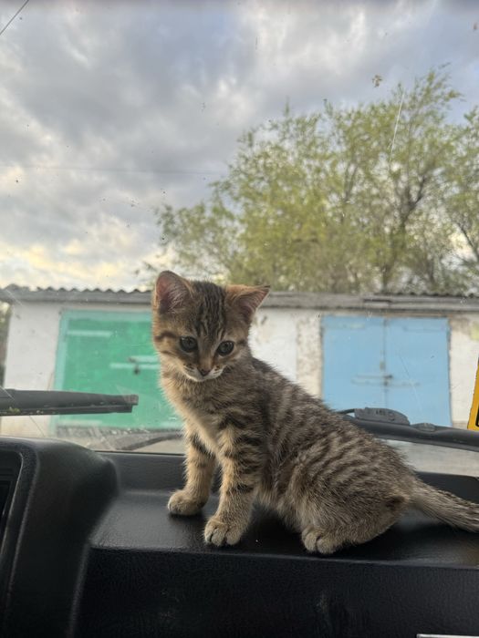 Отдам котят в хорошие руки