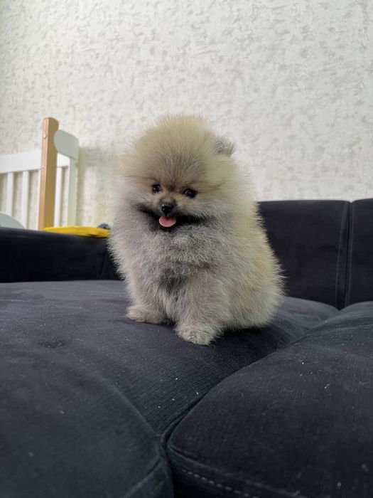 Продается померанский шпиц