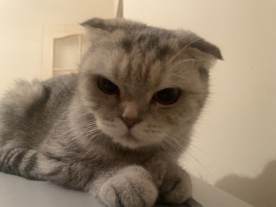 Котенок бесплатно