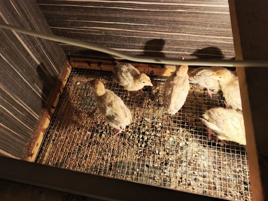 Продам брудер ручной работы