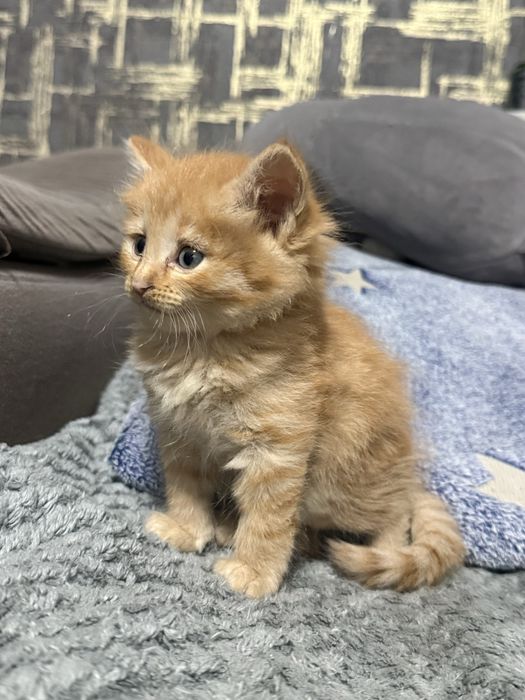 отдам котят в хорошие руки