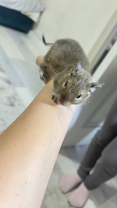 Белка дего очень милые