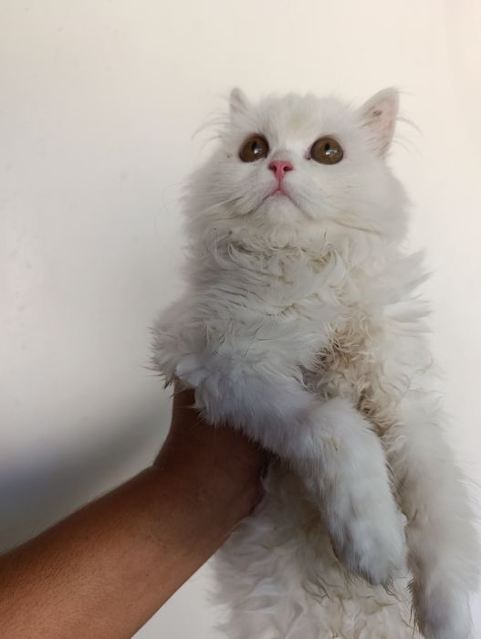 Продам шотландского котёнка