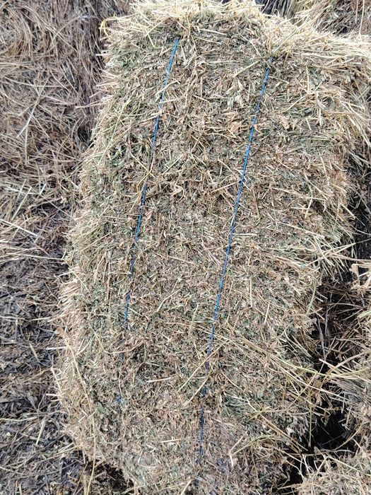 Vând baloti lucerna