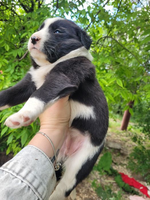 Милые девочки ищят дом своих мам и пап