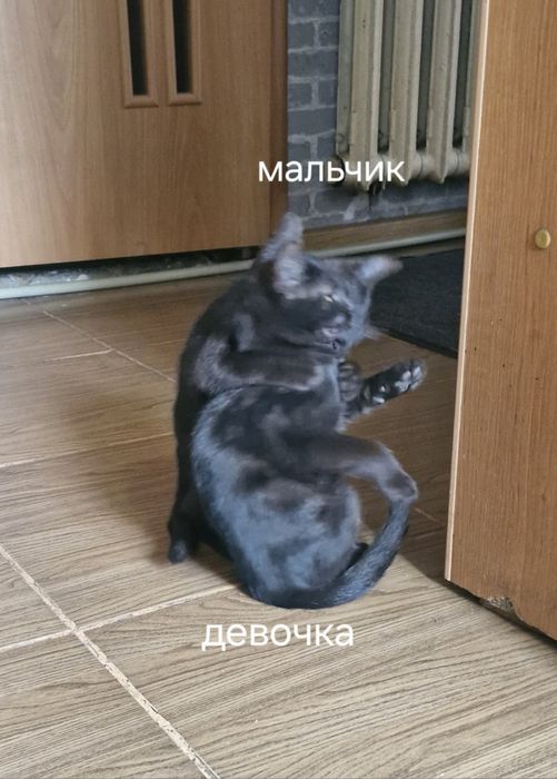 Котёнок.  Мальчик и девочка.