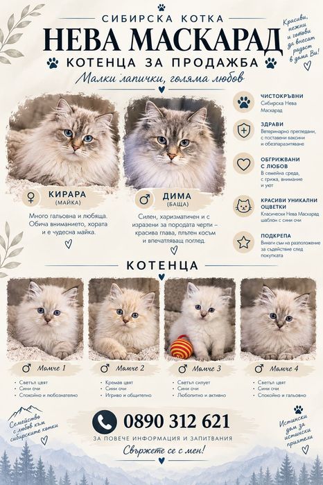 Котета сибирска нева маскарадна