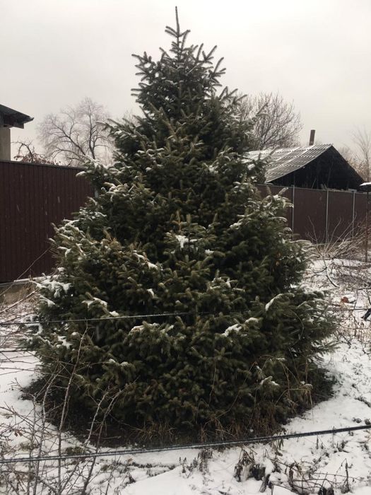 Продам елку 300см