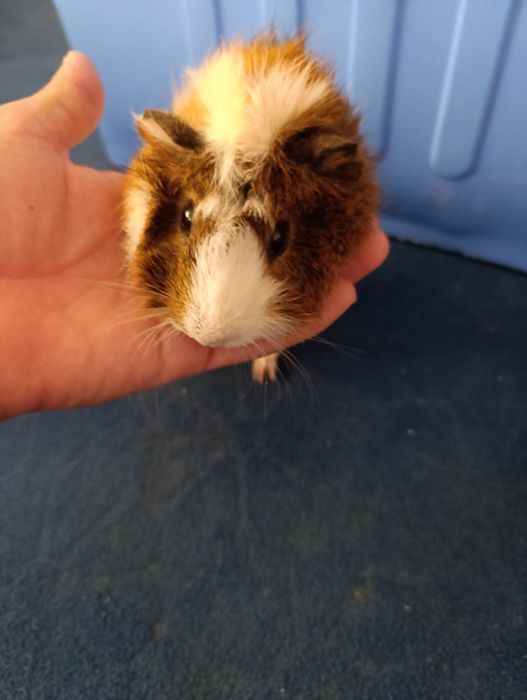 Burunduqchala sotiladi  Samarqand shaxar Ishtixon tuman markazi