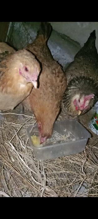 Курицы домашние 3