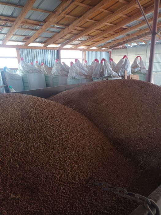 Vând grâu recolta 2025