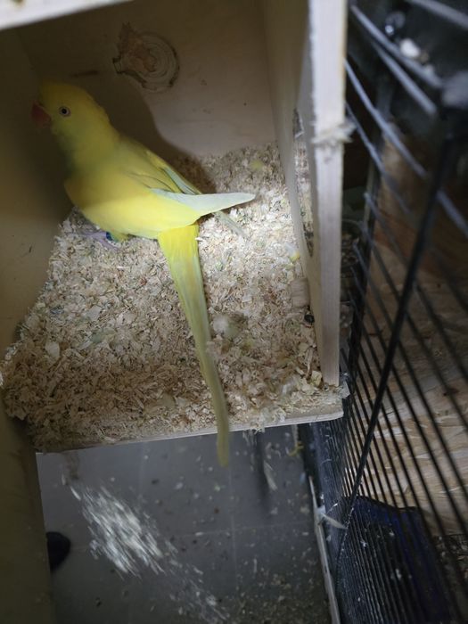 De Vânzare  Papagali