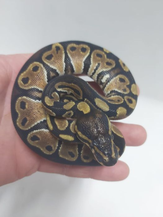 Королевский питон нормал